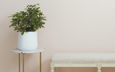 Potted Plants 101: 3 Easy Ways To Get More Greenery Into Your Life
